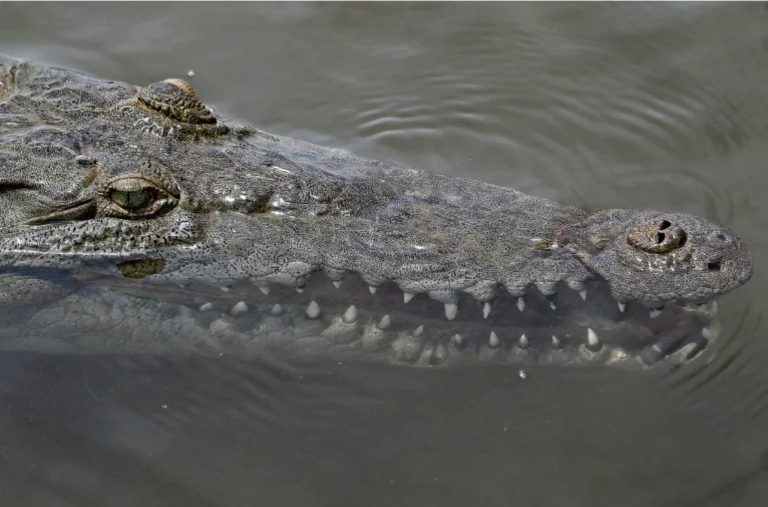 First case of crocodile ‘virgin birth’ reported in Costa Rica
